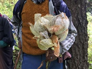 Brahma Kamal